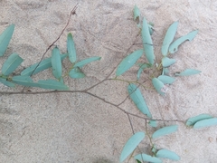 Monanthotaxis boivinii