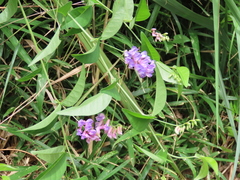 Vicia unijuga