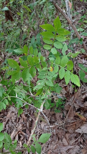 Bursera ariensis (Kunth) McVaugh & Rzed. 3