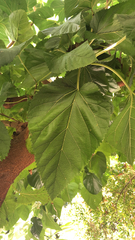 Moraceae
