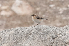 Oenanthe melanoleuca