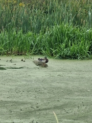 Anas platyrhynchos