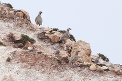 Alectoris chukar