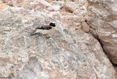 Oenanthe melanoleuca