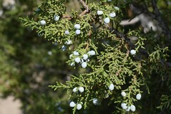 Juniperus osteosperma