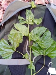 Byttneria ambongensis