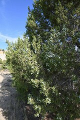 Juniperus osteosperma