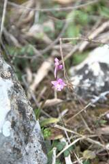 Orchis quadripunctata