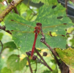 Sympetrum striolatum imitoides