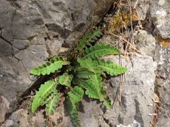 Asplenium ceterach