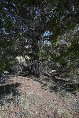 Juniperus osteosperma