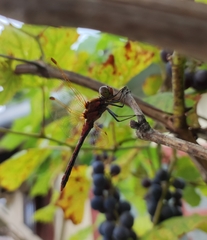 Sympetrum striolatum imitoides