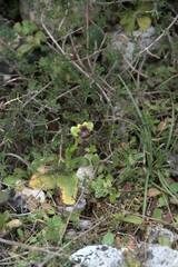 Ophrys bombyliflora