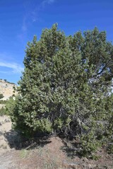 Juniperus osteosperma