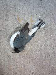 Setophaga caerulescens