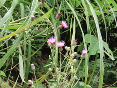 Cirsium nipponicum incomptum