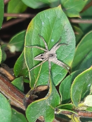 Pisaura