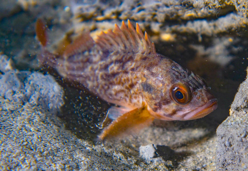 Brown Rockfish