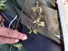 Clematis ibarensis