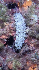 Holothuria