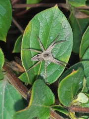 Pisaura