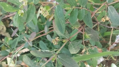 Euphorbia hypericifolia