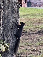 Sciurus carolinensis