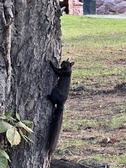 Sciurus carolinensis
