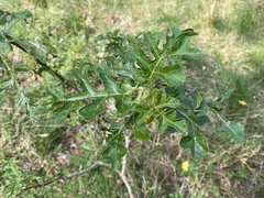 Solanum linnaeanum