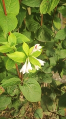 Weigela praecox