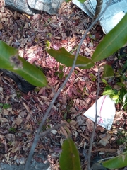 Rhopalocarpus lucidus