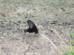 Papilio dehaanii