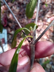 Coptosperma
