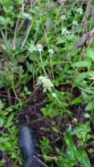 Eryngium ghiesbreghtii