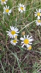 Leucanthemum vulgare