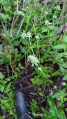 Eryngium ghiesbreghtii