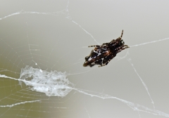 Cyclosa