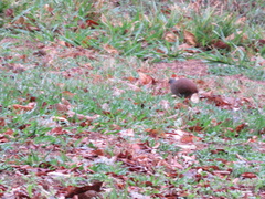 Crypturellus parvirostris