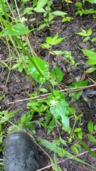 Eryngium ghiesbreghtii