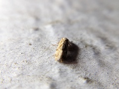 Platphalonidia magdalenae