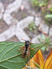 Polistes dominula