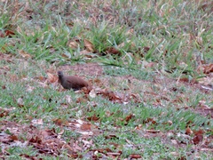 Crypturellus parvirostris