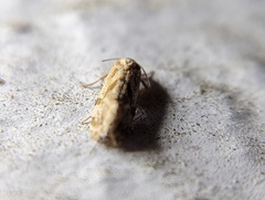 Platphalonidia magdalenae