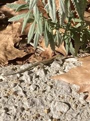 Podarcis muralis