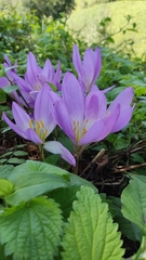 Colchicum speciosum
