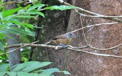 Thamnophilus caerulescens