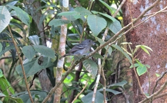 Thamnophilus caerulescens