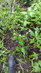 Eryngium ghiesbreghtii