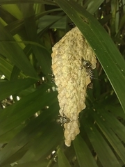 Polybia plebeja