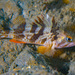Calico Rockfish - Photo (c) uzun, some rights reserved (CC BY-NC), uploaded by uzun